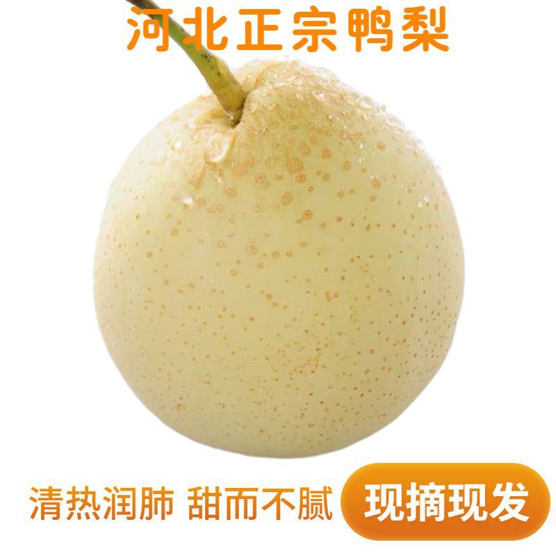 河北鸭梨10斤带箱当季水果新鲜梨子皇冠梨雪花梨鸭梨5斤/3斤厂