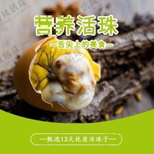 活珠子瑾貝金鳳元圓新鮮無毛五香味即食13天熟雞胚蛋蘸料工廠批發
