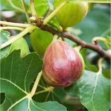 无花果种子 四季庭院播种蜜果种子 奶浆果 文仙果树苗果树种子
