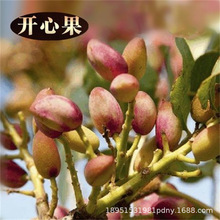 ���ڼ޽��_�Ĺ����������������Ϸ��Nֲ����Y���_�Ĺ����Ե���