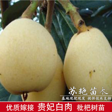 ��������Ʒ�N �F������������ ����������˘��箔��Y�����Ե���