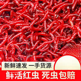 鲜活红虫活饵特大号公虫喂鱼饵拉饵钓鱼蚯蚓天津鲫鱼野钓饵料