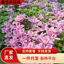 С���F��ɏ����ͥԺ������Ԯֲ�ﻨ���̨���Ժ��B�Gֲ���ļ��_