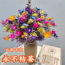 tɫyѩɹ˲ݽMϸɻSҡ]SֱN