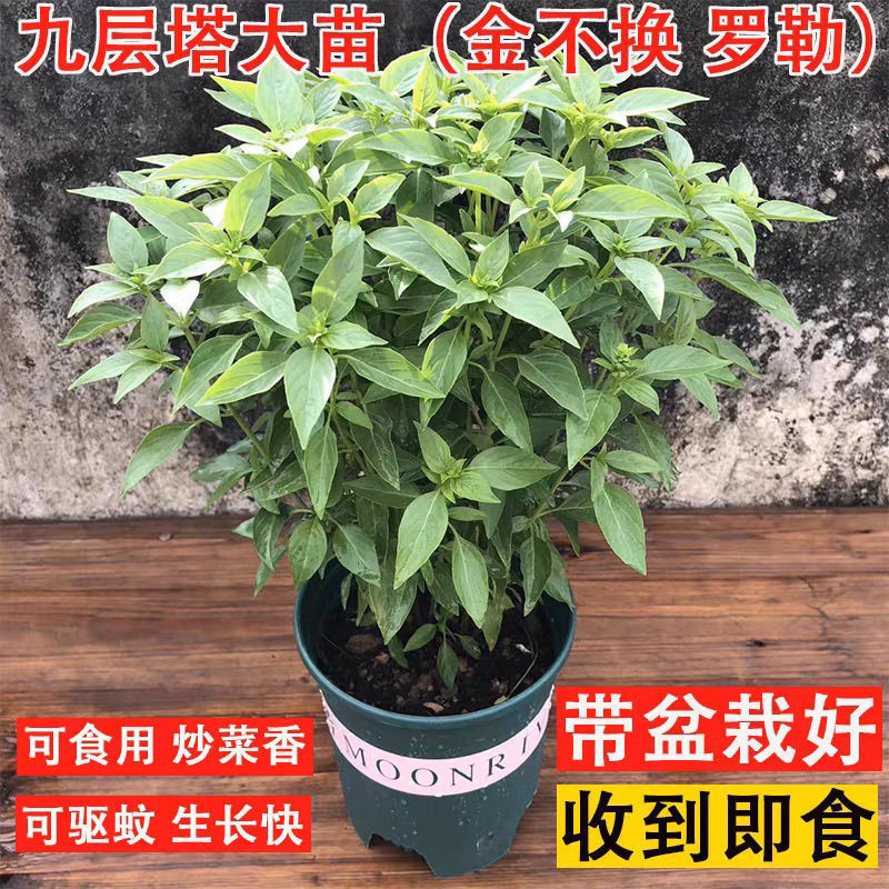 Jiulengta Chaoshan Jinbuhuan Plant Basil Leaf Edible Seasoning Spice for Sanbuji and Leicha, Outdoor Balcony Potted Plant