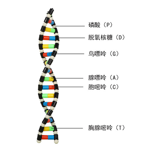 DNA double helix structure model components biological genetic genes and mutation teaching instruments and experimental equipment