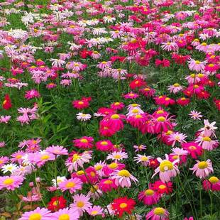 Mosquito Repellent Seeds, Grass Flower Seeds, Balcony Potted Plants, Courtyard Pyrethrum, Mugwort, Mosquito Repellent Plant Combination