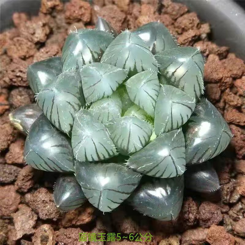 블루 미러 제이드 듀