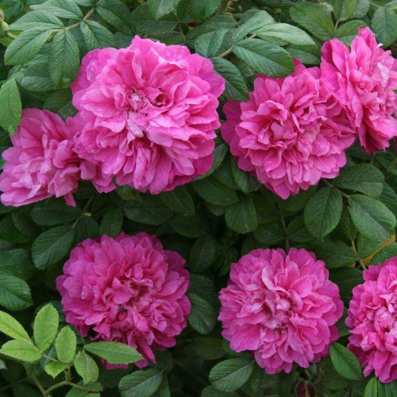 Садовая посадка Съедобные рассады роз Дамаск Балкон Зеленое растение Цветок розы Рассада роз Ароматный