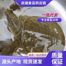 千岛湖精选黄油甲鱼半野生鲜活甲鱼团鱼中华鳖正宗纯外塘野养老鳖