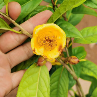 �DƤ�𻨲����ԭ�����ǽ�軨����ĵ�����ܷ��հ��}�S�׻���