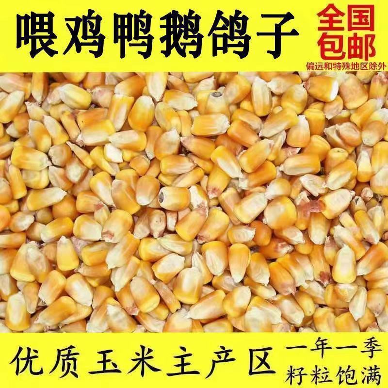 干玉米批发100斤养殖玉米散装玉米粒喂鸡鸭鹅猪鸽子钓鱼打窝包邮1|undefined
