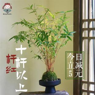 Red Bamboo Red Guanyin Bamboo Moss Ball Moss Ball Hydroponic Indoor Plant Potted Desktop Bonsai Living Room Green Plant with Roots