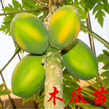 农科院四季木瓜冰糖红心水果木瓜特大苗果树苗庭院南北方种植盆栽