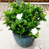 Gardenia Potted plant balcony Four seasons Bloom Perennial Flower Botany Aroma