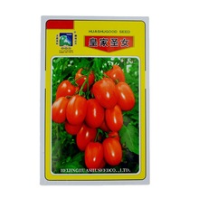 蔬菜種子公司批發小番茄種子聖女果種子華藝牌皇家聖女番茄種子