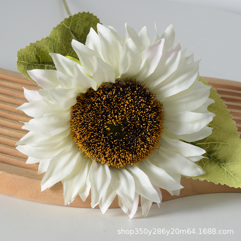 Nuevo girasol blanco