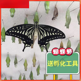 �����Ӽ�ɷ�����Y�o�����w��ͯ��B�^��С���x�����J��