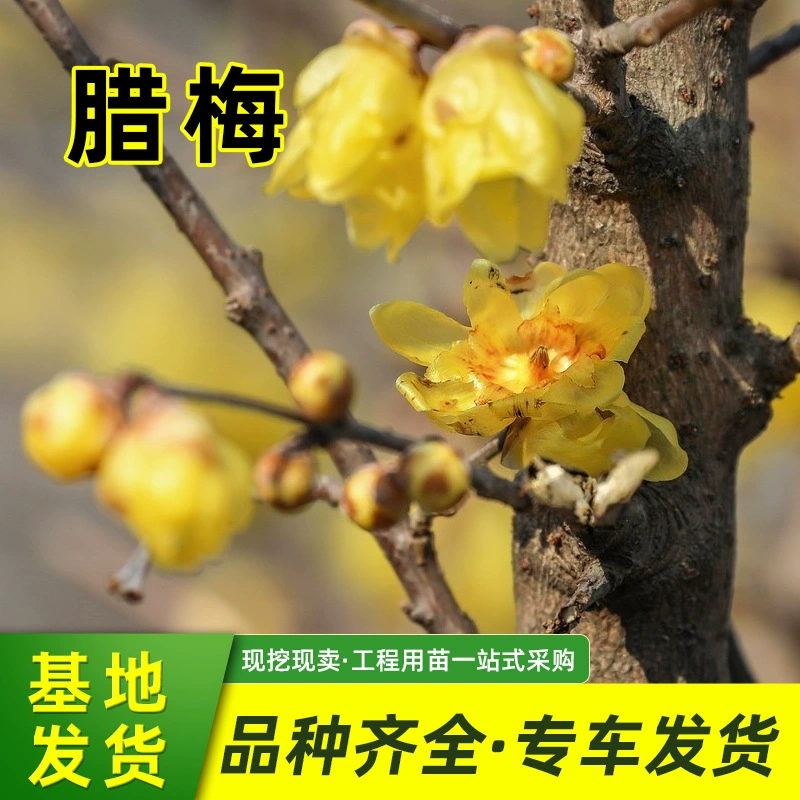 Suxin Wintersweet Оптовый проект Озеленение рассады Двор Четыре сезона Моделирование декоративных цветов Бонсай Suxin Chimonanthus