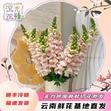 ���~���滨��ϻ����r��ֱ�l�r�л���c���ղ廨�仨�Fُ�[�����l