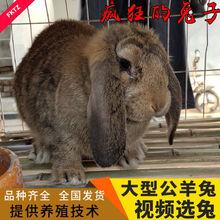 公羊耳兔兔大流粮可孕母宠物种兔怀孕纯种兔巨型繁殖母兔兔垂大流