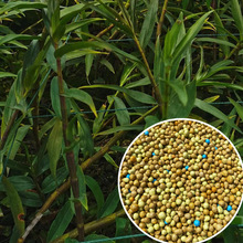 mɽʯÿጷƤFƤ~ƤጷMڊWG8-9L