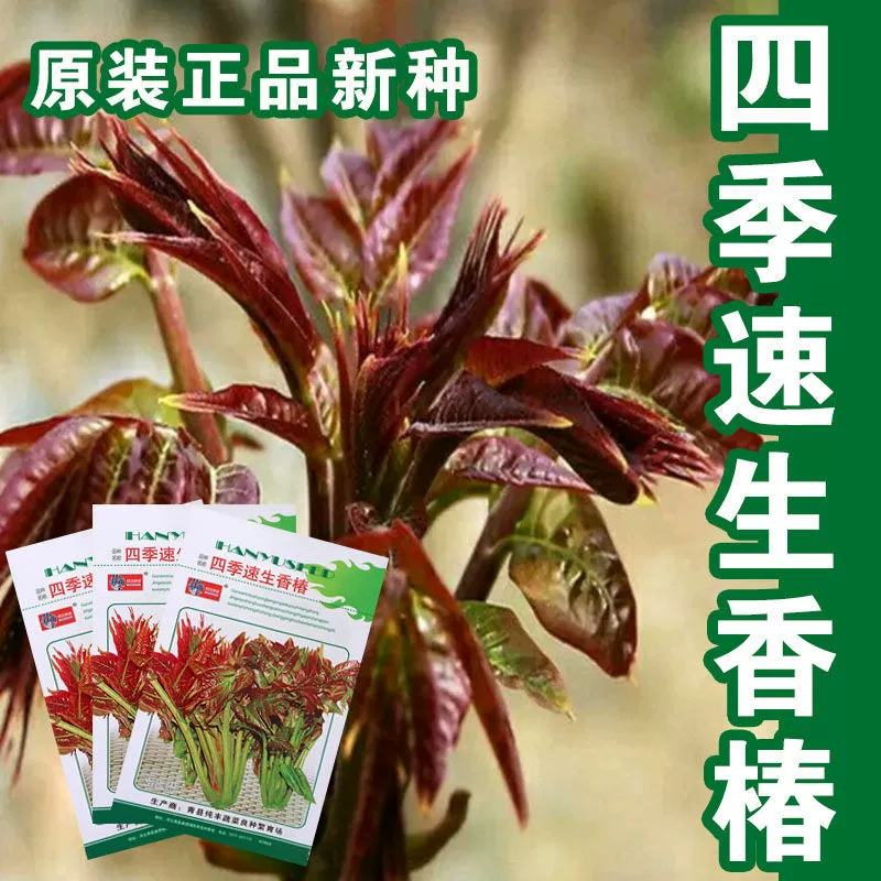 Быстрые семена красного масла мультяшный бутон саженцы весной и осенью, летом и четыре сезона посев сельхозугодий