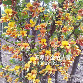 金雀锦鸡批发盆景树桩锦鸡儿工程树苗东北丛生金雀锦鸡儿小苗