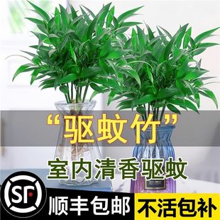 ������ˮ��ֲ�����ԾG�}�����҃Ȼ��r�����B���k���ҾGֲ�lؔ��