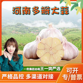 山东多瓣大蒜 代发3斤新鲜红皮干蒜四六蒜瓣蒜头应季蔬菜
