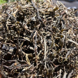 ���l����ն��� 2024��300����g��ɽ�Ř�� �紺���� ���~ ɢ��