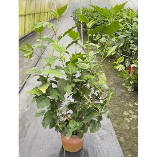 �������Ի��� ��ɣ�� ���� ��ɣ �tľ�� ɣ�� ��t�� ��Ԫ�t ��ľ