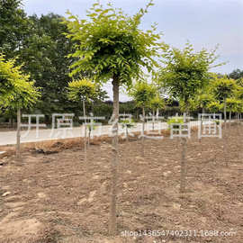 金叶榆批发 东北乔木金叶榆内蒙金叶榆树苗新疆金叶榆小苗树球