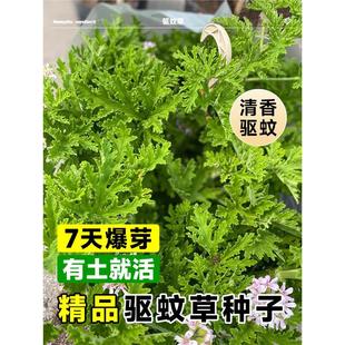 ��òݷN���ļ����NͥԺ�̨���Ի��ܲݷN���ļ���ð����_�շN��