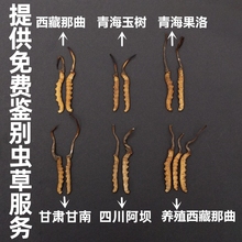 野生西藏那曲新鲜冬虫夏草 青海玉树前期干虫草无断草礼盒装