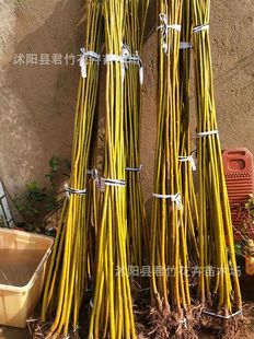 ��z��������Ƥ���S��������������ͥԺ��·ռ�ع��̾G����ľ