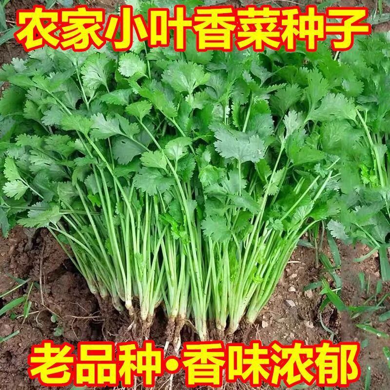 Four-Season Small-Leaf Coriander Seeds, Local Farm-Grown Coriander Seeds with Strong Aroma, Suitable for Garden and Balcony Pot Planting Four-Season Small-Leaf Coriander Seeds, Local Farm-Grown Coriander Seeds with Strong Aroma, Suitable for Garden and Balcony Pot Planting