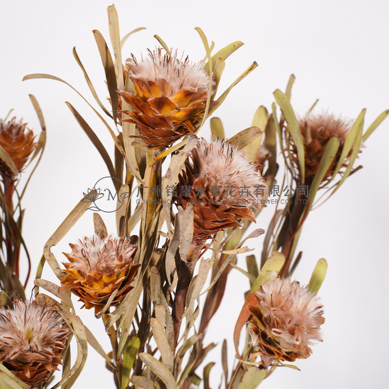【Feather Chrysanthemum with Leaves】Dried Flowers Imported from Abroad, Snake Skin Fruit, Phoenix Chrysanthemum, Natural Plant, Unprocessed Flower, Photography Prop Set