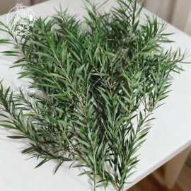 永生花千层叶万层金diy材料保鲜花束配叶装饰干花绿植花店千层金