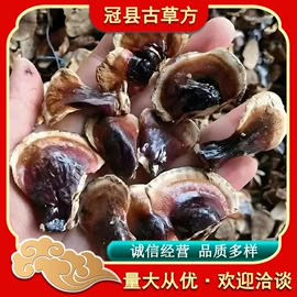 灵芝