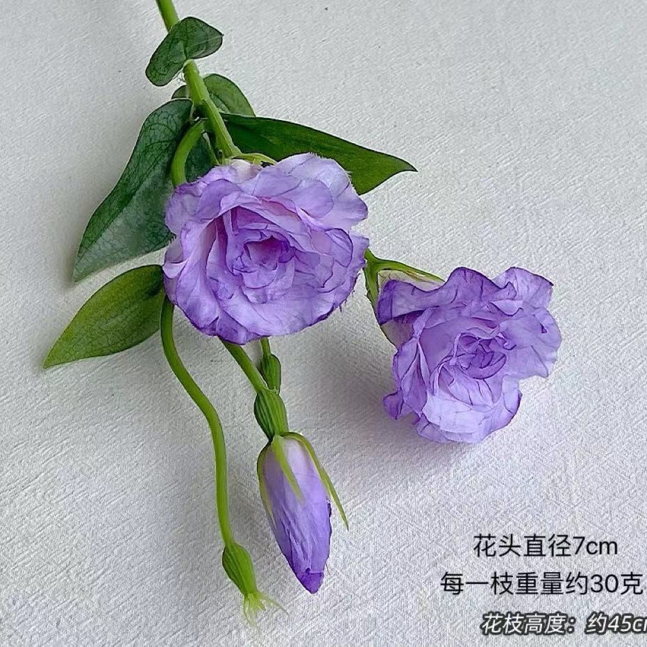 Linglong Eustoma grandiflorum [퍼플]