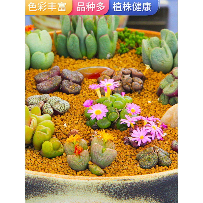 罕见多肉植物盆栽组合稀有冷门珍贵品种番杏生石花植株小苗好养活