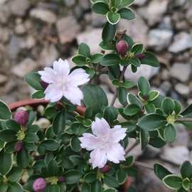 粉花六月雪 银边  多年生耐寒耐热 庭院 阳台迷你植物 小型盆栽