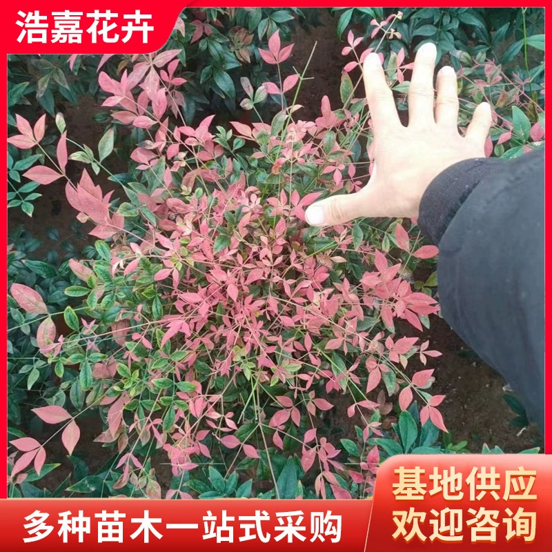 Саженцы красного бамбука, саженцы зеленых растений во внутреннем дворе с обеих сторон дороги, зеленение внутреннего двора красного бамбука.