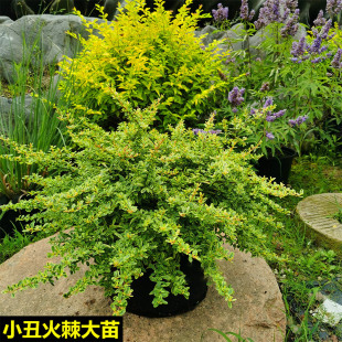 ���R����С�������ͥԺ���R�Nֲ���������~��ľֲ��׃ɫ�~��