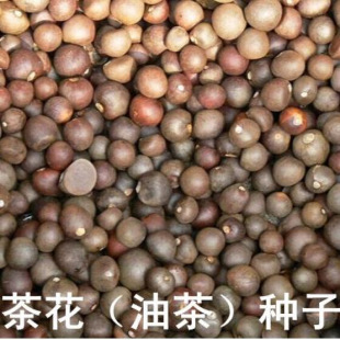 �²� �軨�N�� �Ͳ�N�� ���Ә� ���͘� �t���Ͳ� �׻��� �Ͷ�