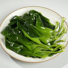 海带苗嫩新鲜盐渍小海带芽嫩苗非干货凉拌下酒菜火锅食材批发批发