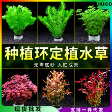 水草植物鱼缸造景阴性真草定植全套餐增氧水兰蜈蚣草绿菊水榕水草