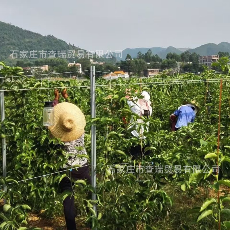 梅花型葡萄金属立桩 镀锌钢立柱 果园用梅花型金属瓜矮架桩柱