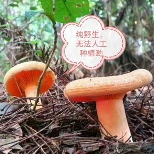 干枞菌松树菌寒菌松乳菇三九菇雁鹅菌重阳菌野生菌干跨境跨境代发-阿里巴巴